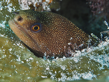 Goldentail Moray Eel - Gymnothorax miliaris - Turks and Caicos