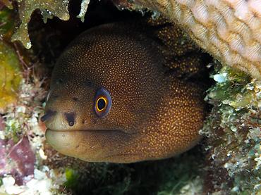 Goldentail Moray Eel - Gymnothorax miliaris - British Virgin Islands