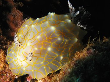 Gold-Lace Nudibranch - Halgerda terramtuentis - Lanai, Hawaii