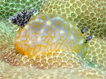 Gold-Lace Nudibranch - Halgerda terramtuentis - Big Island, Hawaii