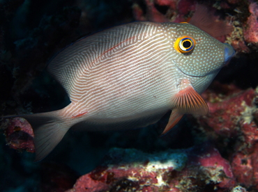 Goldring Surgeonfish - Ctenochaetus strigosus - Big Island, Hawaii