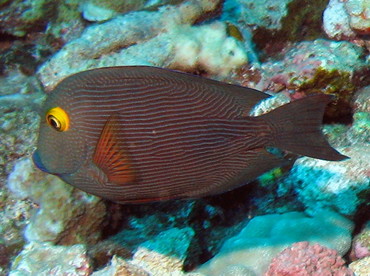 Goldring Surgeonfish - Ctenochaetus strigosus - Lanai, Hawaii