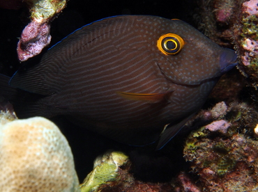 Goldring Surgeonfish - Ctenochaetus strigosus - Big Island, Hawaii