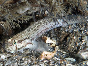 Goldspot Goby - Gnatholepis thompsoni - Palm Beach, Florida