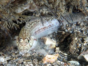 Goldspot Goby - Gnatholepis thompsoni - Palm Beach, Florida