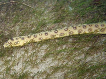 Goldspotted Eel - Myrichthys ocellatus - St Kitts