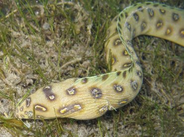 Goldspotted Eel - Myrichthys ocellatus - St Kitts