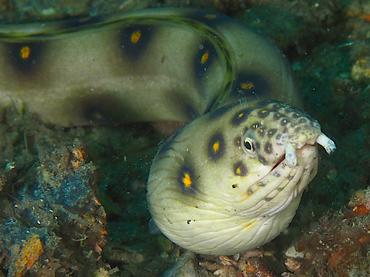 Goldspotted Eel - Myrichthys ocellatus - Blue Heron Bridge, Florida