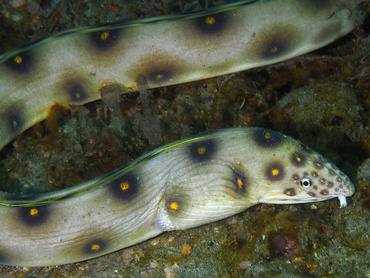 Goldspotted Eel - Myrichthys ocellatus - Blue Heron Bridge, Florida