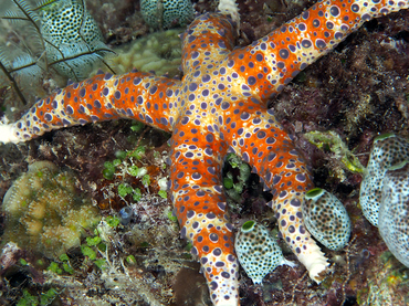 Egyptian Sea Star - Gomophia egyptiaca - Great Barrier Reef, Australia