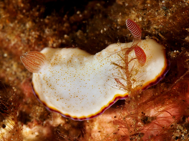 Precious Chromodoris - Goniobranchus preciosus - Anilao, Philippines