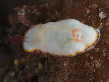 Precious Chromodoris - Goniobranchus preciosus - Bali, Indonesia