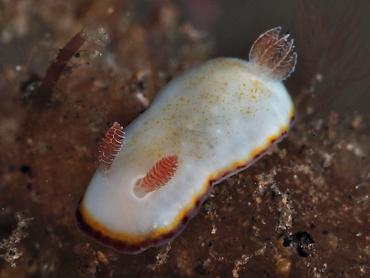 Precious Chromodoris - Goniobranchus preciosus - Bali, Indonesia