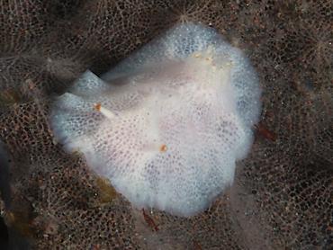 Red-Tipped Nudibranch - Goniobranchus sp. 3 - Bali, Indonesia