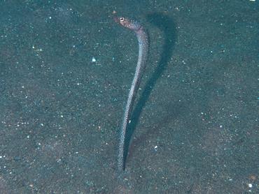 Barnes Garden Eel - Gorgasia barnesi - Bali, Indonesia