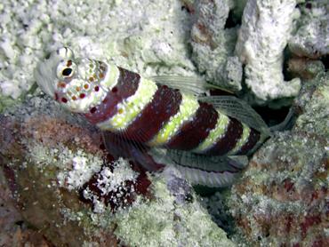 Gorgeous Shrimpgoby - Amblyeleotris wheeleri - Komodo, Indonesia