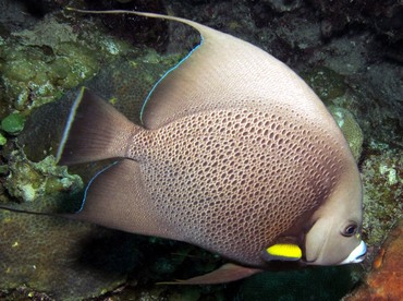 Gray Angelfish - Pomacanthus arcuatus - Nassau, Bahamas