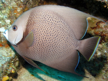 Gray Angelfish - Pomacanthus arcuatus - Grand Cayman