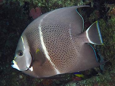 Gray Angelfish - Pomacanthus arcuatus - British Virgin Islands