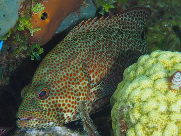 Graysby - Cephalopholis cruentata - British Virgin Islands
