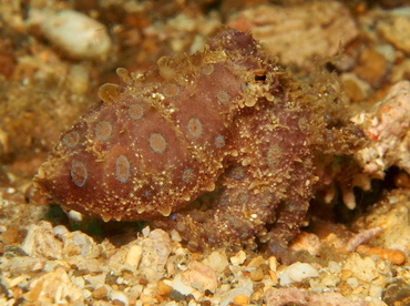 Greater Blue-Ringed Octopus - Hapalochlaena lunulata - Lembeh Strait, Indonesia