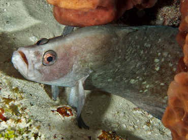 Greater Soapfish - Rypticus saponaceus - Cozumel, Mexico