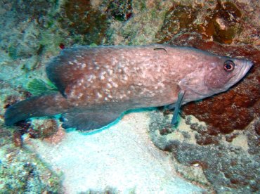 Greater Soapfish - Rypticus saponaceus - Nassau, Bahamas