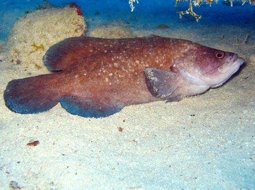 Greater Soapfish - Rypticus saponaceus - Grand Cayman