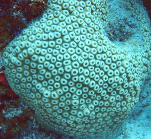 Great Star Coral - Montastraea cavernosa - Bimini, Bahamas