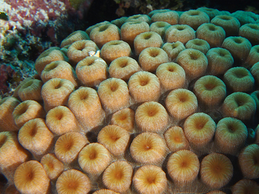 Great Star Coral - Montastraea cavernosa - Cozumel, Mexico