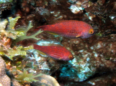 Greenblotch Parrotfish - Sparisoma atomarium - Belize