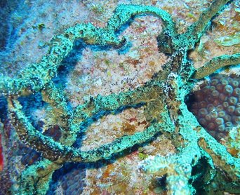 Green Finger Sponge - Iotrochota birotulata - Little Cayman