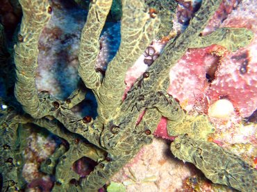 Green Finger Sponge - Iotrochota birotulata - Nassau, Bahamas
