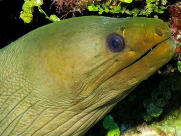 Green Moray Eel - Gymnothorax funebris - Belize