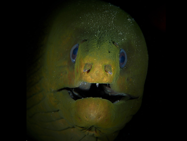 Green Moray Eel - Gymnothorax funebris - Palm Beach, Florida