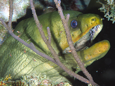 Green Moray Eel - Gymnothorax funebris - Bonaire