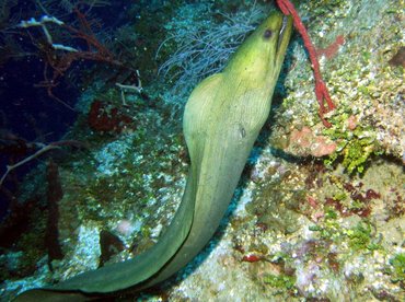 Green Moray Eel - Gymnothorax funebris - Roatan, Honduras