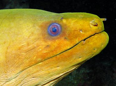 Green Moray Eel - Gymnothorax funebris - Isla Mujeres, Mexico