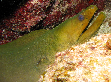 Green Moray Eel - Gymnothorax funebris - Grand Cayman