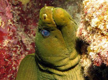 Green Moray Eel - Gymnothorax funebris - Grand Cayman