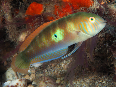 Green Razorfish - Xyrichtys splendens - Palm Beach, Florida