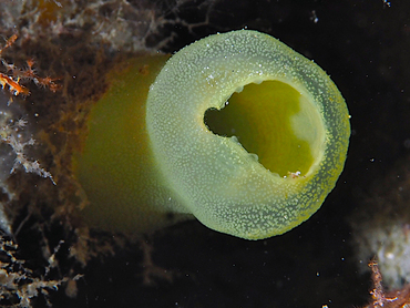 Green Tube Tunicate - Ascidia sydneiensis - Palm Beach, Florida