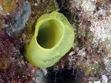 Green Tube Tunicate - Phallusia fragilis - British Virgin Islands