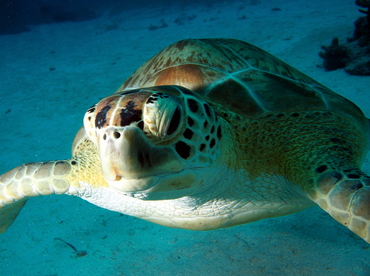 Green Turtle - Chelonia mydas - The Exumas, Bahamas
