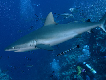 Gray Reef Shark - Carcharhinus amblyrhynchos - Coral Sea, Australia