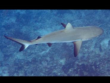 Gray Reef Shark - Carcharhinus amblyrhynchos - Rangiroa, French Polynesia