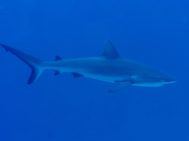 Gray Reef Shark - Carcharhinus amblyrhynchos - Palau