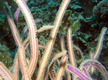 Grooved-Blade Sea Whip - Pterogorgia guadalupensis - Roatan, Honduras
