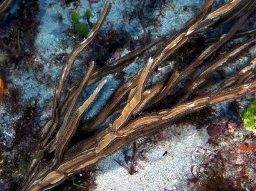 Grooved-Blade Sea Whip - Pterogorgia guadalupensis - Palm Beach, Florida