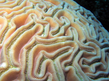 Grooved Brain Coral - Diploria labyrinthiformis - Turks and Caicos